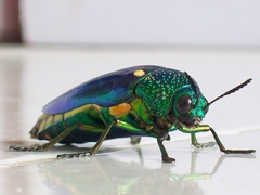 Sternocera aequisignata