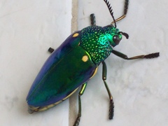 Sternocera aequisignata