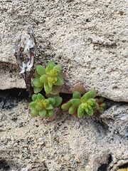 Sedum litoreum