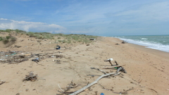 Thinopyrum bessarabicum