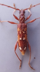 Coptocercus biguttatus