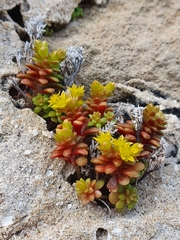 Sedum litoreum
