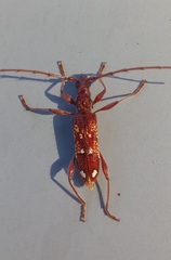 Coptocercus biguttatus