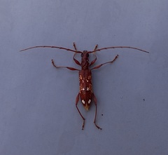 Coptocercus biguttatus