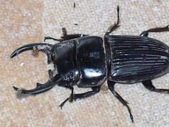 Aegus chelifer chelifer