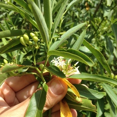 Vallesia laciniata