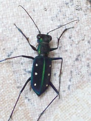 Cicindela flavomaculata