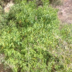 Vallesia laciniata