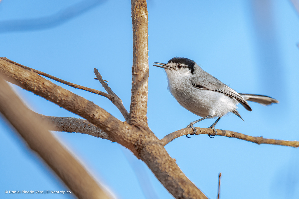 Van Rossem's White-lored Gnatcatcher