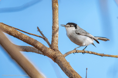 Polioptila albiloris vanrossemi