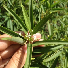 Vallesia laciniata