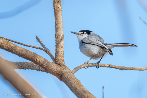 white-lored gnatcatcher (Polioptila albiloris)