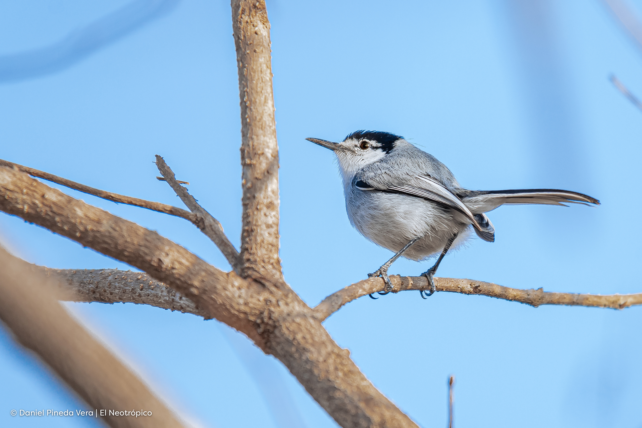 White-lored Gnatcatcher (Polioptila albiloris)