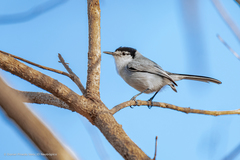 Polioptila albiloris vanrossemi