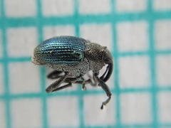 Ceutorhynchus erysimi