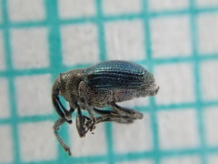 Ceutorhynchus erysimi