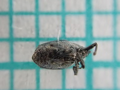 Ceutorhynchus erysimi