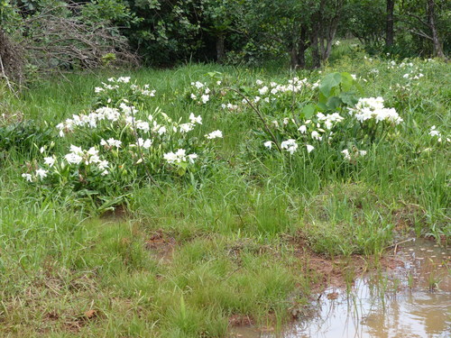 Rattrayii Crinum