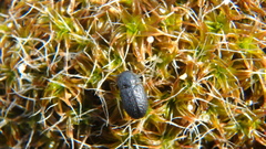 Melanimon tibiale