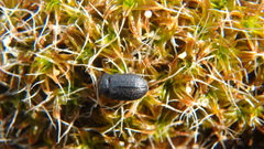 Melanimon tibiale