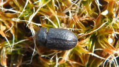 Melanimon tibiale