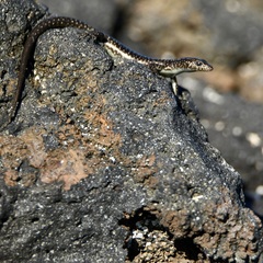 Cryptoblepharus poecilopleurus