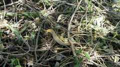 Gerrhonotus ophiurus
