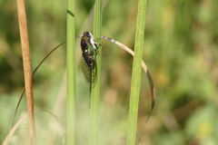 Neotibicen tibicen australis