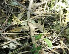 Gerrhonotus ophiurus