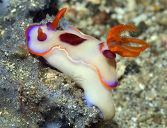 Hypselodoris iba