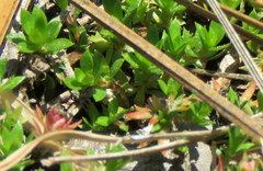 Pyxidanthera barbulata