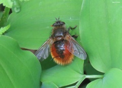 Tachina trigonophora