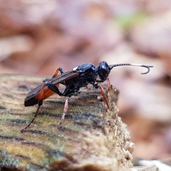 Ichneumon albiger