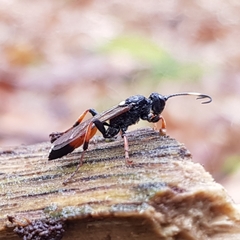 Ichneumon albiger