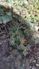 Acmispon heermannii orbicularis
