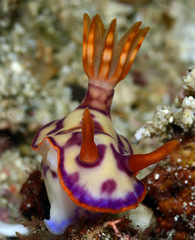Hypselodoris iba