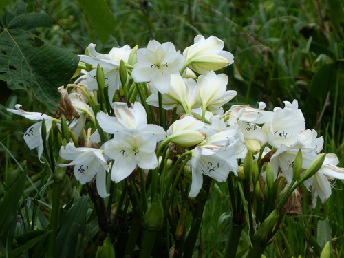 Crinum jagus image