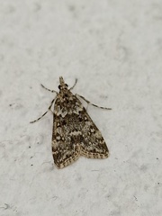 Eudonia lineola