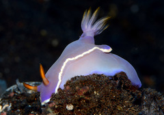Hypselodoris iba