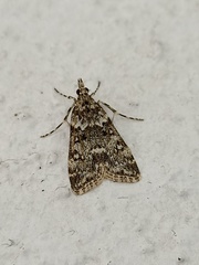 Eudonia lineola
