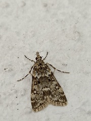 Eudonia lineola