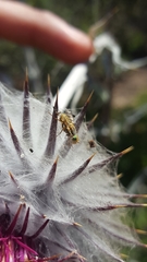 Terellia occidentalis