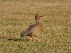 Chloephaga rubidiceps