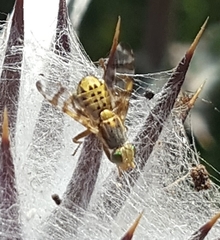 Terellia occidentalis