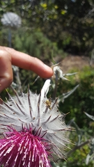 Terellia occidentalis