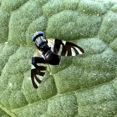 Sphaeniscus atilius
