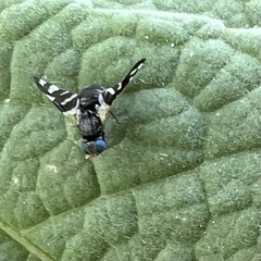 Sphaeniscus atilius