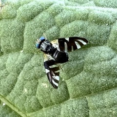 Sphaeniscus atilius