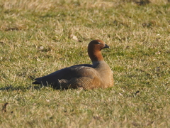 Chloephaga rubidiceps