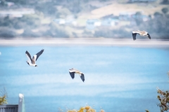 Vanellus chilensis chilensis